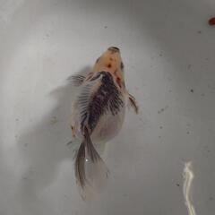 金魚 ドラゴンスケール キャリコ 玉サバ 2歳 メス確 肩の張りもよく大きく成長もよく白 黒の色もよし 上物 ショップ売りだと2万位しますが、ジモティ価格で  きんぎょ メダカ 水槽 水草  ビオトープの画像