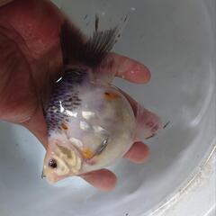 金魚 ドラゴンスケール キャリコ 玉サバ 2歳 メス確 肩の張りもよく大きく成長もよく白 黒の色もよし 上物 ショップ売りだと2万位しますが、ジモティ価格で  きんぎょ メダカ 水槽 水草  ビオトープの画像