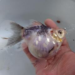 金魚 ドラゴンスケール キャリコ 玉サバ 2歳 メス確 肩の張りもよく大きく成長もよく白 黒の色もよし 上物 ショップ売りだと2万位しますが、ジモティ価格で  きんぎょ メダカ 水槽 水草  ビオトープの画像