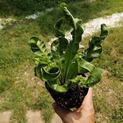 観葉植物　アスプレニウム コブラ
