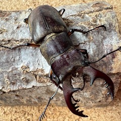 三重県産ミヤマクワガタ52.5㎜ペア＋フリーペアの画像