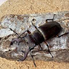 三重県産ミヤマクワガタ52.5㎜ペア＋フリーペアの画像