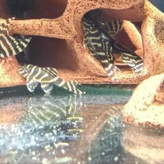 キンペコの画像