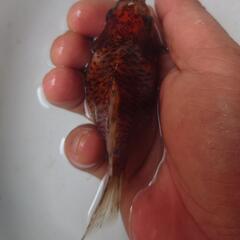 金魚 ドラゴンスケール キャリコ 玉サバ 2歳 きんぎょ メダカ...