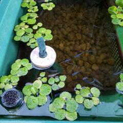 ⭐️お譲り先決定しました⭐️必要な方がおられたらどうぞ🍀浮草🍀ア...
