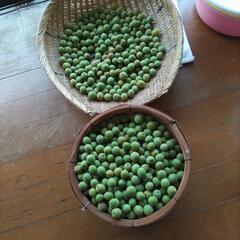 小梅　約5kg
