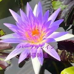 🌸睡蓮（パープルレイン ）1ポット（メダカサービス）