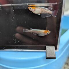 【ビーンズ様ブリード極上種親】天照の幼魚 5匹　紅白系　紅白体外光　アマテラス　オリジアスの画像