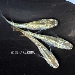 現物販売 シャンパンゴールドラメメダカ 1ペア＋メス1匹 ※2024年生まれ、室外冬越し個体の画像