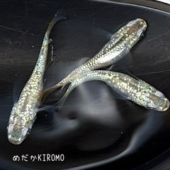 現物販売 シャンパンゴールドラメメダカ 1ペア＋メス1匹 ※2024年生まれ、室外冬越し個体の画像