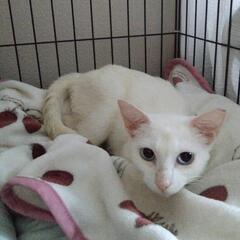 美にゃんこさん