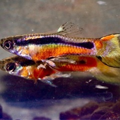 卵胎生メダカ　Poecilla wingei Sunstein ...