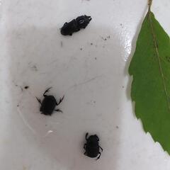 天然採取個体。ダイコクコガネ2匹、チビクワガタ１匹セット。の画像