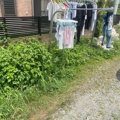 草むしり
