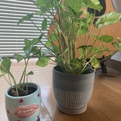 観葉植物の画像