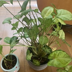 観葉植物の画像