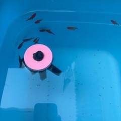 メダカ針子、、５