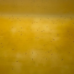 メダカ針子、、５の画像