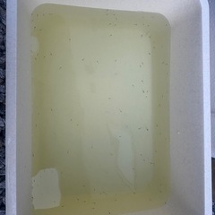 メダカ針子、、５の画像