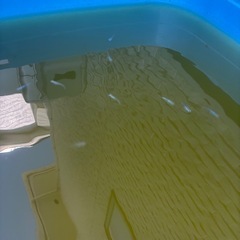 メダカ針子、、５の画像