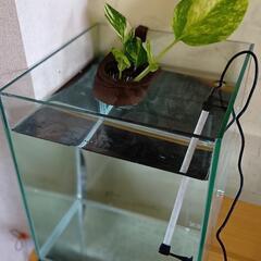 お得セット🉐水槽　LEDライト　水上植物の画像