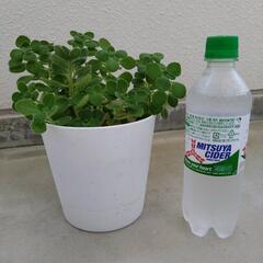 アロマティカス　大きいサイズの画像