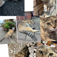 病院の帰り途中で逃走してしまいました
