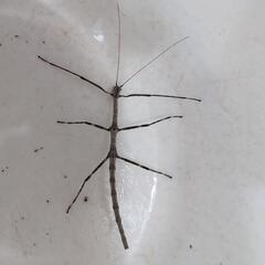 天然採取個体。ナナフシ幼体１匹。の画像
