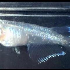自家オリジナル（パールクィーンメダカF3卵15個＋5個の画像