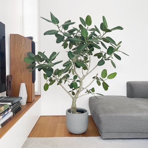 観葉植物 フィカス ベンガレンシス