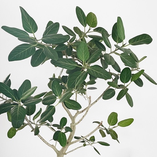 観葉植物 フィカス ベンガレンシス