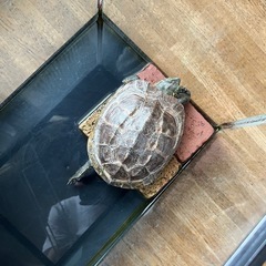 クサガメ 2匹
