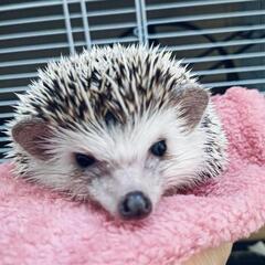 ハリネズミ2025.3.11生ꉂ🦔