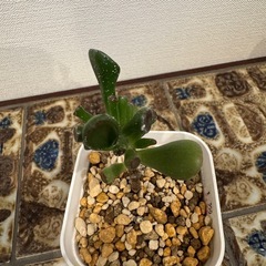 多肉植物　クラッスラ　ゴーラム　001の画像