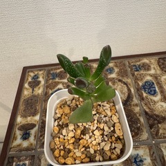 多肉植物　クラッスラ　ゴーラム　001の画像