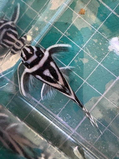 訳アリ インペリアルゼブラプレコ