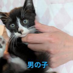 イケメンハチワレ