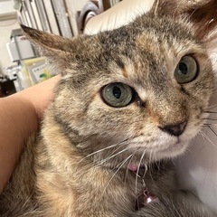 飼い猫が病院帰り逃走してしまいました。