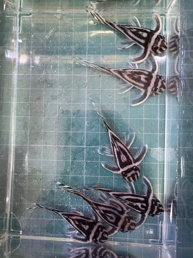 インペリアルゼブラプレコ(6cm前後)