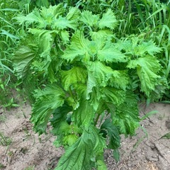 青しその画像