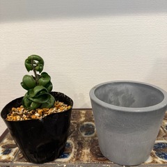 観葉植物　ホヤ　コンパクタ　001の画像