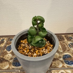 観葉植物　ホヤ　コンパクタ　001の画像
