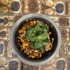観葉植物　ホヤ　コンパクタ　001の画像