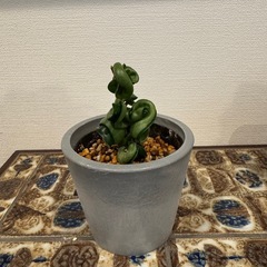 観葉植物　ホヤ　コンパクタ　001の画像