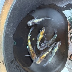 メダカ　花魁　稚魚、幼魚5匹または卵１５個