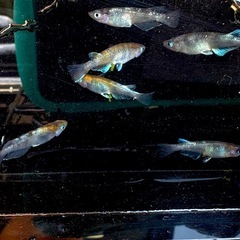 メダカ　花魁　稚魚、幼魚5匹または卵１５個の画像