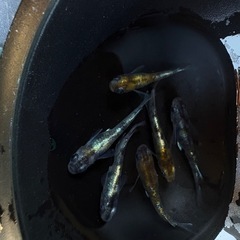 メダカ　花魁　稚魚、幼魚5匹または卵１５個の画像