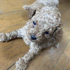 大特価♥️７万円🐶🐶トイプー男の子2匹♥️