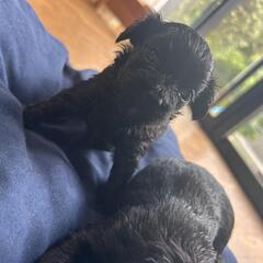 【商談中】ジモティー大特価♥️5万🎀チワプーMIX男の子女の子🐶♥️ - 鹿屋市