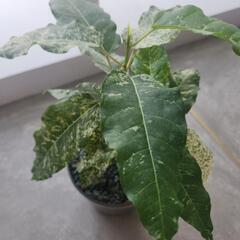 フィカス　アスペラの画像